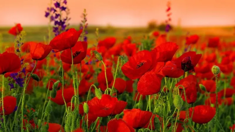 Đặc điểm tính cách và tiêu chí chọn hoa của chàng Kim Ngưu