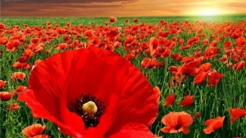 Top loài hoa nam Kim Ngưu thích và ý nghĩa tặng