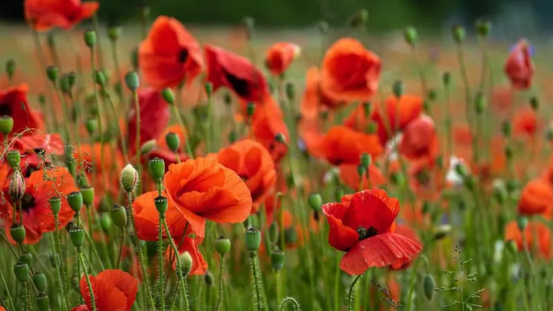 Bí Quyết Chọn Đúng Loài Hoa Nam Kim Ngưu Thích Nhất Chuẩn