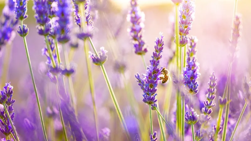 Cách bảo quản và trình bày hoa hợp gu nàng Kim Ngưu