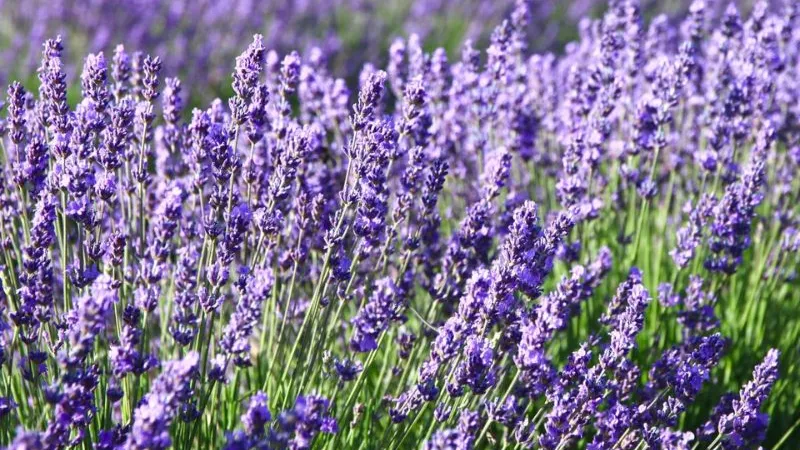 Danh sách gợi ý quà tặng theo dịp cho nàng Kim Ngưu