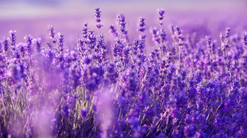 Vì sao loài hoa nữ Kim Ngưu thích thường mộc mạc, bền bỉ