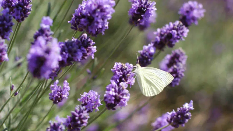Top Loài Hoa Nữ Kim Ngưu Thích: Ý Nghĩa, Gợi Ý Quà Tặng